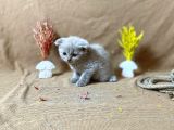 Top Kafa Scottish Fold Li̇lac
