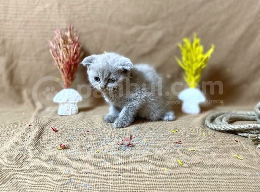 Top Kafa Scottish Fold Li̇lac görsel