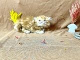 Show Kalite Garfield İran Yavru