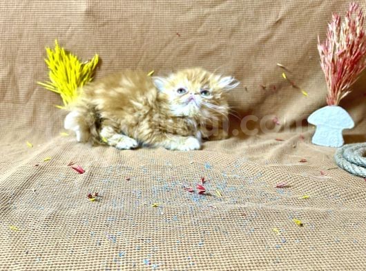 Show Kalite Garfield İran Yavru görsel