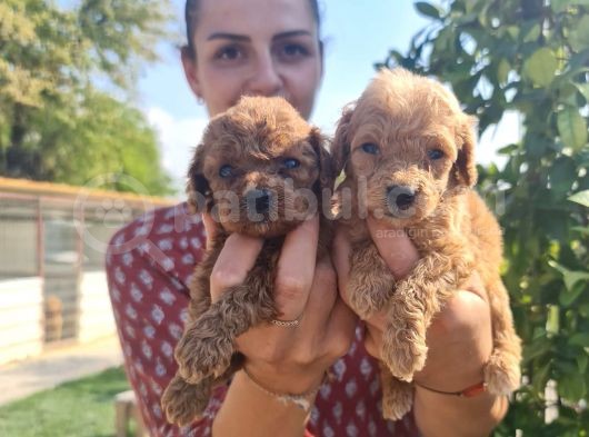 Mükemmel Toy Poodle Bebekler görsel
