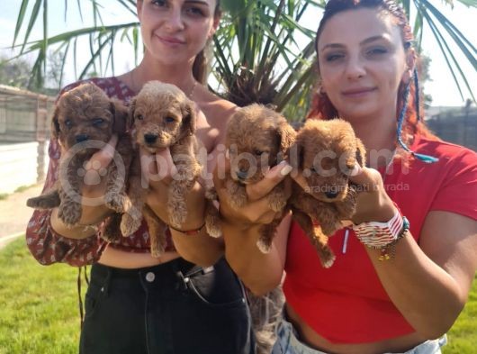 Mükemmel Toy Poodle Bebekler görsel