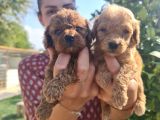 Mükemmel Toy Poodle Bebekler