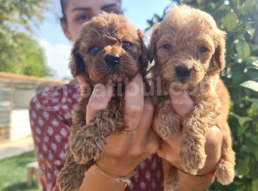 Mükemmel Toy Poodle Bebekler görsel