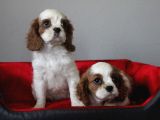 Ruhsatlı Köpek Çiftliginden Cavalier King Charles Yavruları