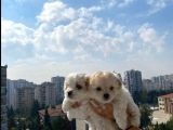 Oyuncu Güzel Maltipolar Sizler İçin Hazırlar
