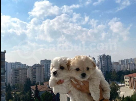 Oyuncu Güzel Maltipolar Sizler İçin Hazırlar görsel
