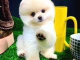 Ayı Surat Pomeranian Boo Yavrularımız