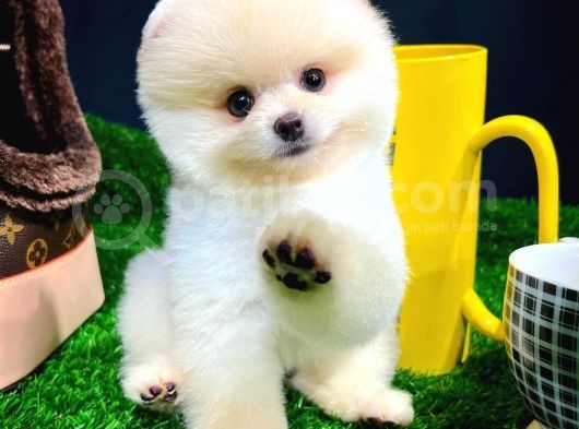 Ayı Surat Pomeranian Boo Yavrularımız