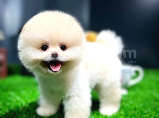 Ayı Surat Pomeranian Boo Yavrularımız görsel