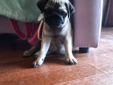 4 Aylık Orjinal Pug Dişi Erkek Aşıları Yapıldı