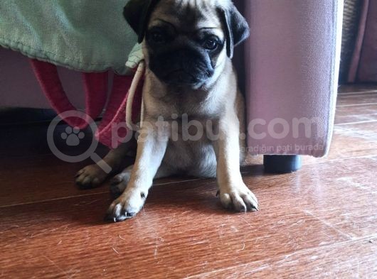 4 Aylık Orjinal Pug Dişi Erkek Aşıları Yapıldı görsel