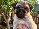 4 Aylık Orjinal Pug Dişi Erkek Aşıları Yapıldı
