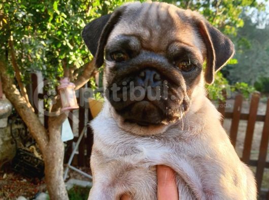 4 Aylık Orjinal Pug Dişi Erkek Aşıları Yapıldı görsel