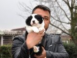 Ruhsatlı Köpek Çiftliginden Border Collie Yavruları