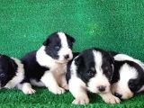 Ruhsatlı Köpek Çiftliginden Border Collie Yavruları