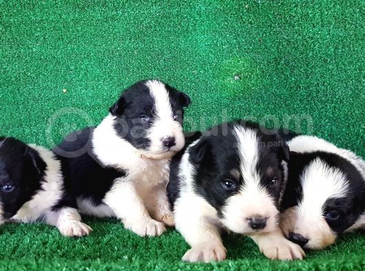 Ruhsatlı Köpek Çiftliginden Border Collie Yavruları görsel