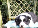 Ruhsatlı Köpek Çiftliginden Border Collie Yavruları