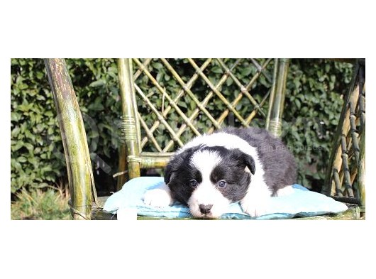 Ruhsatlı Köpek Çiftliginden Border Collie Yavruları görsel