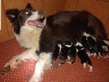 Ruhsatlı Köpek Çiftliginden Border Collie Yavruları