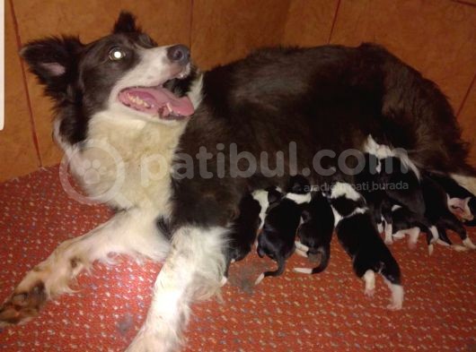 Ruhsatlı Köpek Çiftliginden Border Collie Yavruları görsel