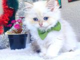 Golden Longhair  Erkek Bebek