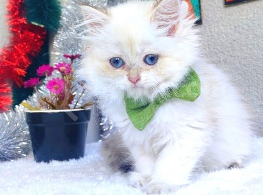 Golden Longhair  Erkek Bebek