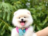 Teddy Bear Pomeranian