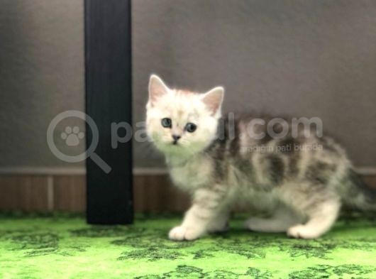 Kızlarım Yeni Ailelerini Bekliyor görsel