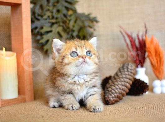 A Kali̇te Golden British Shorthair Yavrumuz