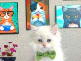 Golden Longhair  Erkek Bebek