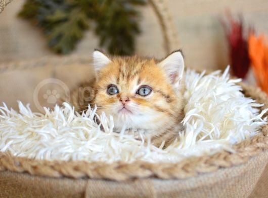 A Kali̇te Golden British Shorthair Yavrumuz görsel