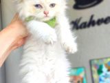 Golden Longhair  Erkek Bebek