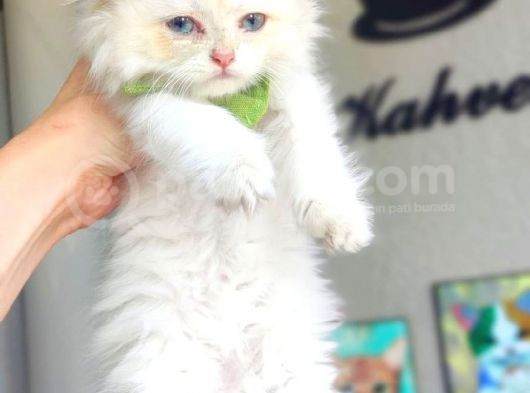 Golden Longhair  Erkek Bebek görsel