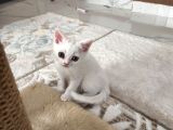 Baba Beyaz Scoti̇sh - Anne Si̇lver Bri̇ti̇sh 4 Yavru