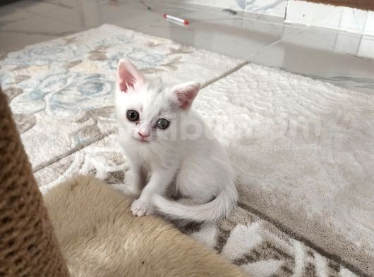 Baba Beyaz Scoti̇sh - Anne Si̇lver Bri̇ti̇sh 4 Yavru görsel