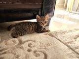 Baba Beyaz Scoti̇sh - Anne Si̇lver Bri̇ti̇sh 4 Yavru