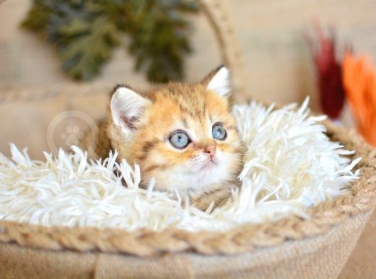 A Kali̇te Golden British Shorthair Yavrumuz görsel