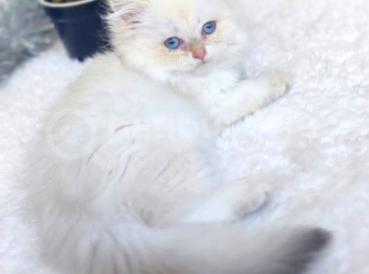 Golden Longhair  Erkek Bebek görsel