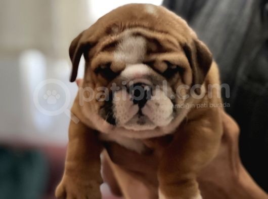 Standart Engli̇sh Bulldog Yavrularim görsel