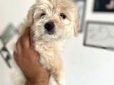 Maltipoo Yavrularım