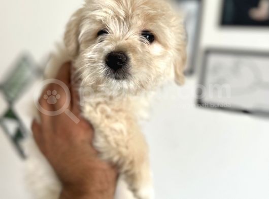 Maltipoo Yavrularım görsel