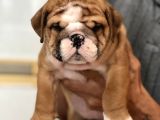 Standart Engli̇sh Bulldog Yavrularim