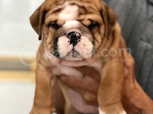 Standart Engli̇sh Bulldog Yavrularim