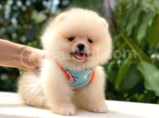 Kusursuz Karbeyaz Pomeranian görsel