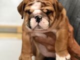 Standart Engli̇sh Bulldog Yavrularim