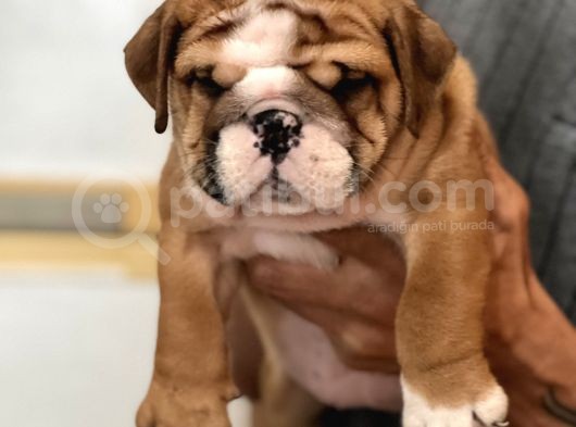 Standart Engli̇sh Bulldog Yavrularim görsel