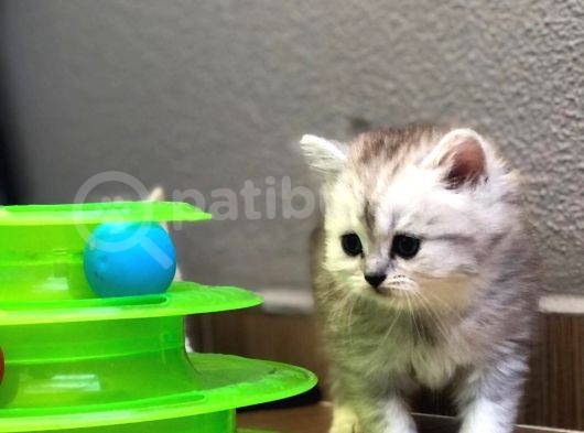 Kızlarım Yeni Ailelerini Bekliyor