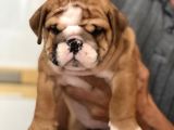 Standart Engli̇sh Bulldog Yavrularim