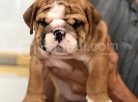 Standart Engli̇sh Bulldog Yavrularim görsel
